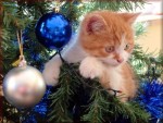 Christmas Cat Tree Jigsaw Puzzles