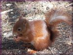 Free Red Squirrel Jigsaw Puzzle
